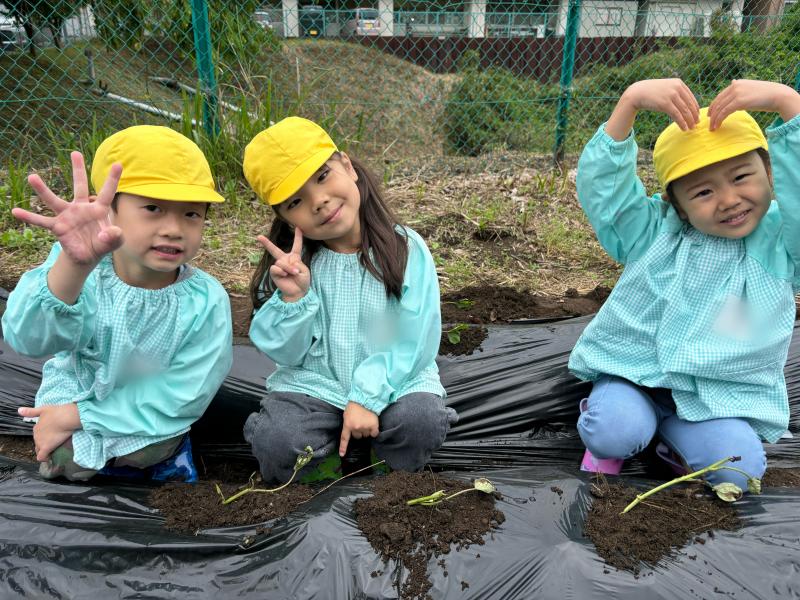 「サツマイモを植えました」