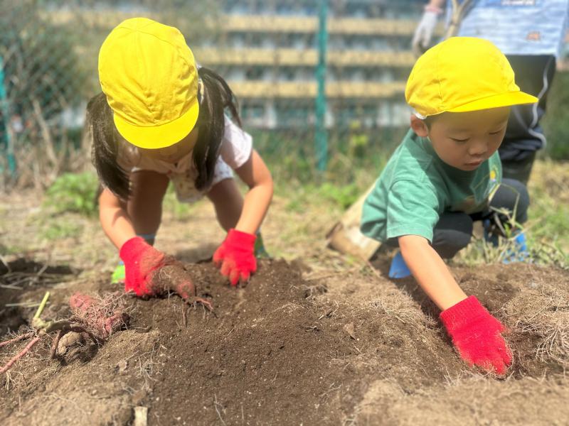 ＜おいもほりをしました＞