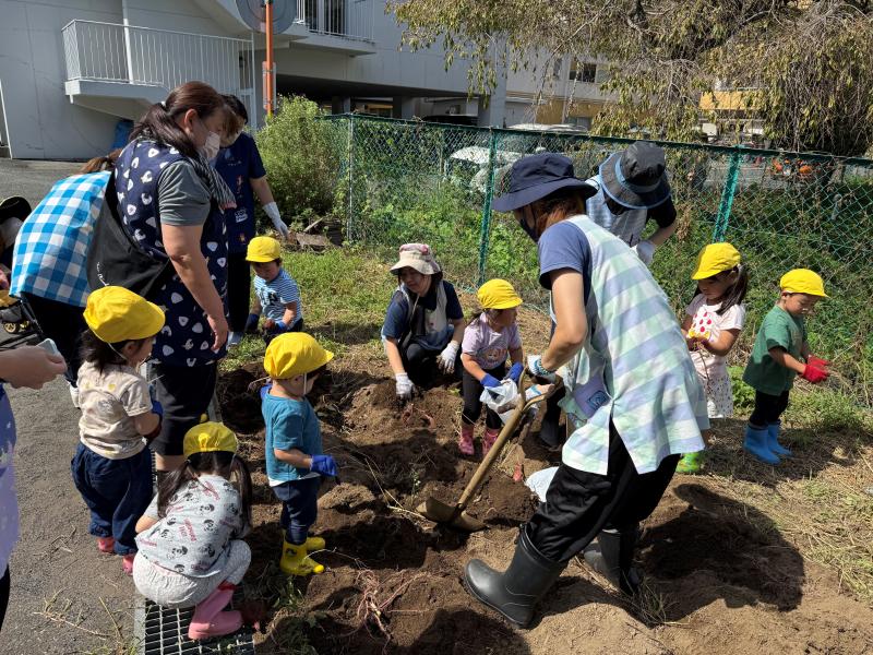 ＜おいもほりをしました＞